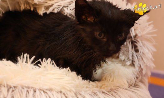 Katze Coco (Foto by Tiereck.at - Lavanttaler Tierhilfe)