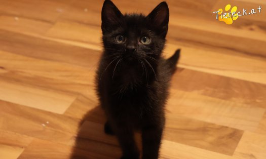 Katze Coco (Foto by Tiereck.at - Lavanttaler Tierhilfe)