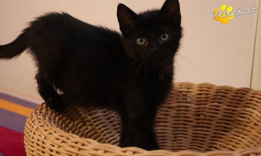 Katze Coco (Foto by Tiereck.at - Lavanttaler Tierhilfe)