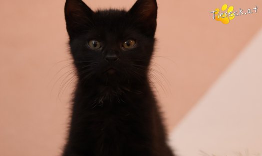 Katze Coco (Foto by Tiereck.at - Lavanttaler Tierhilfe)