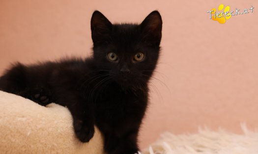 Katze Coco (Foto by Tiereck.at - Lavanttaler Tierhilfe)