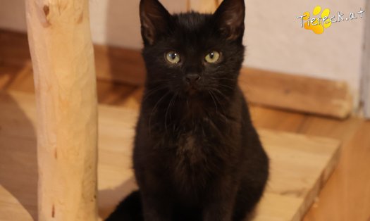 Katze Coco (Foto by Tiereck.at - Lavanttaler Tierhilfe)
