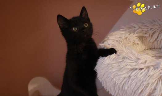 Katze Coco (Foto by Tiereck.at - Lavanttaler Tierhilfe)