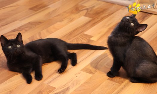 Katze Coco (Foto by Tiereck.at - Lavanttaler Tierhilfe)