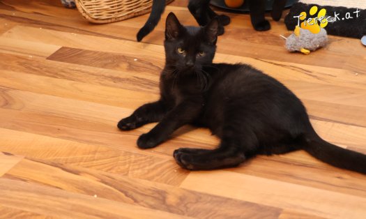 Katze Coco (Foto by Tiereck.at - Lavanttaler Tierhilfe)