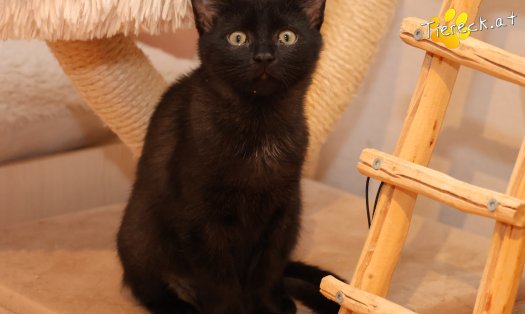 Katze Coco (Foto by Tiereck.at - Lavanttaler Tierhilfe)