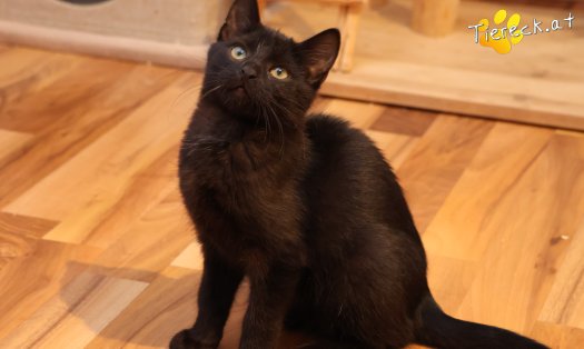 Katze Coco (Foto by Tiereck.at - Lavanttaler Tierhilfe)