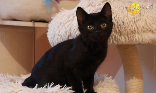 Katze Coco (Foto by Tiereck.at - Lavanttaler Tierhilfe)