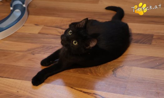 Katze Coco (Foto by Tiereck.at - Lavanttaler Tierhilfe)