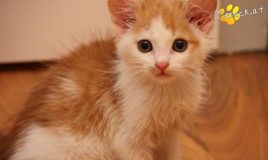 Katze Krümmel (Foto by Tiereck.at - Lavanttaler Tierhilfe)