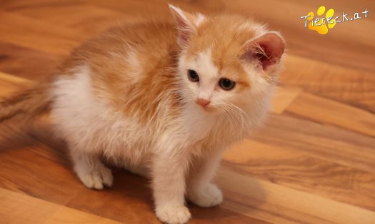 Katze Krümmel (Foto by Tiereck.at - Lavanttaler Tierhilfe)