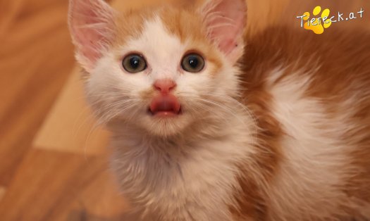 Katze Krümmel (Foto by Tiereck.at - Lavanttaler Tierhilfe)