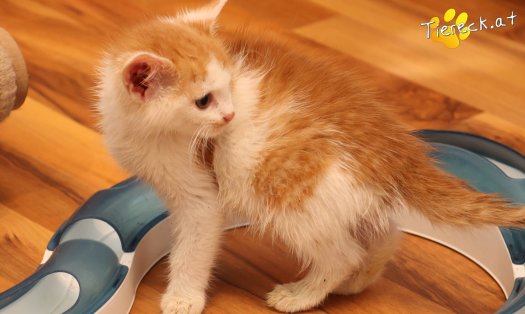 Katze Krümmel (Foto by Tiereck.at - Lavanttaler Tierhilfe)