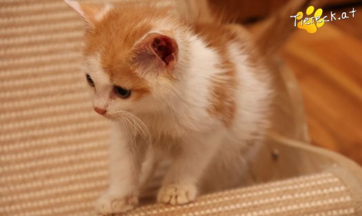 Katze Krümmel (Foto by Tiereck.at - Lavanttaler Tierhilfe)