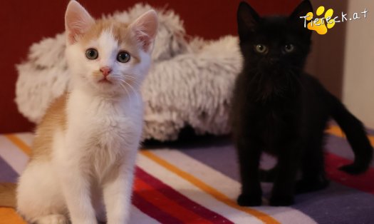 Katze Kr&uuml;mmel (Foto by Tiereck.at - Lavanttaler Tierhilfe)