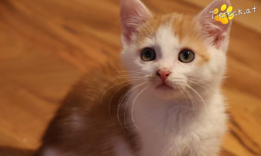 Katze Kr&uuml;mmel (Foto by Tiereck.at - Lavanttaler Tierhilfe)