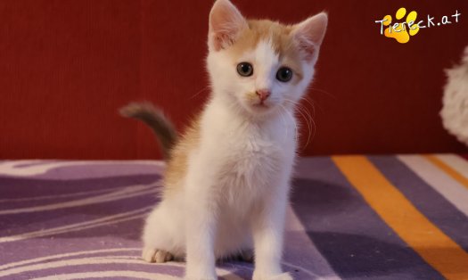 Katze Kr&uuml;mmel (Foto by Tiereck.at - Lavanttaler Tierhilfe)