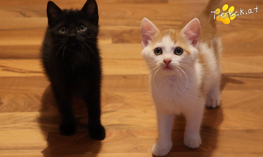 Katze Kr&uuml;mmel (Foto by Tiereck.at - Lavanttaler Tierhilfe)
