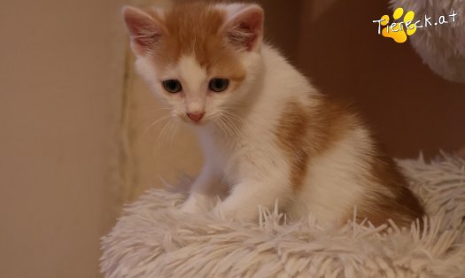 Katze Kr&uuml;mmel (Foto by Tiereck.at - Lavanttaler Tierhilfe)