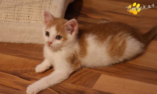 Katze Kr&uuml;mmel (Foto by Tiereck.at - Lavanttaler Tierhilfe)