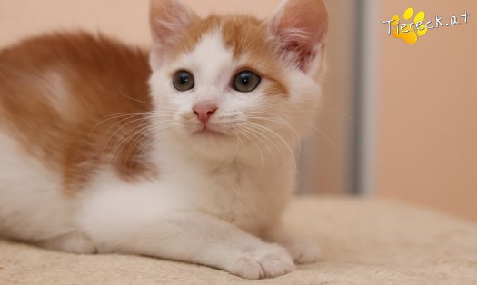 Katze Kr&uuml;mmel (Foto by Tiereck.at - Lavanttaler Tierhilfe)
