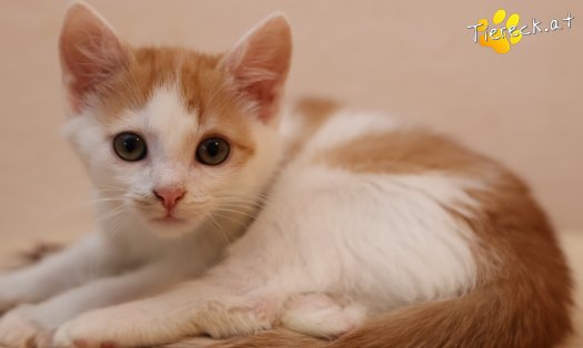 Katze Kr&uuml;mmel (Foto by Tiereck.at - Lavanttaler Tierhilfe)