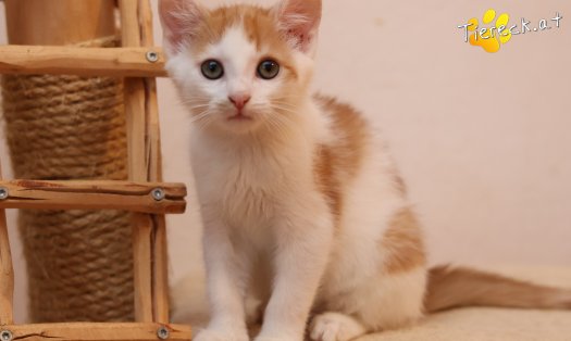 Katze Kr&uuml;mmel (Foto by Tiereck.at - Lavanttaler Tierhilfe)