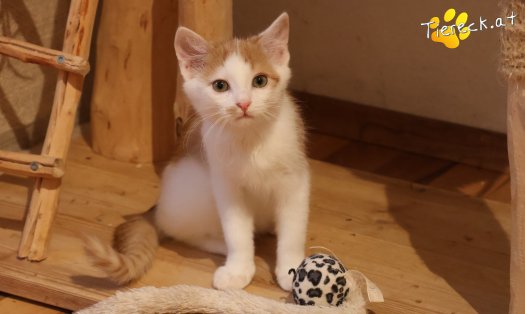 Katze Kr&uuml;mmel (Foto by Tiereck.at - Lavanttaler Tierhilfe)