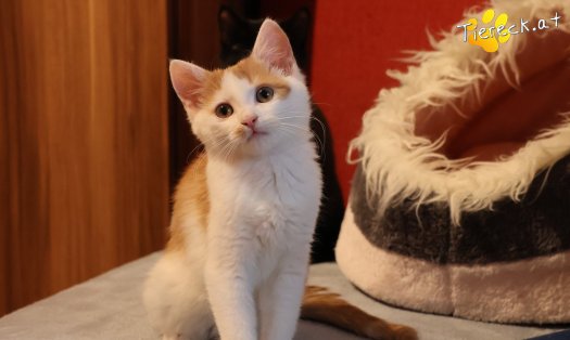 Katze Kr&uuml;mmel (Foto by Tiereck.at - Lavanttaler Tierhilfe)