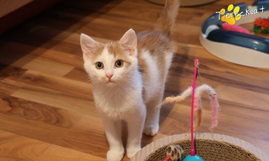Katze Kr&uuml;mmel (Foto by Tiereck.at - Lavanttaler Tierhilfe)