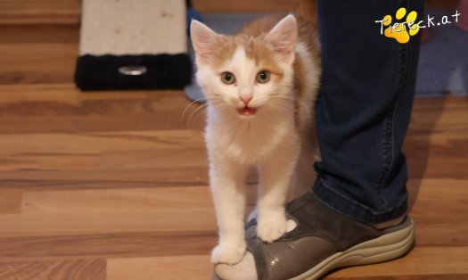 Katze Kr&uuml;mmel (Foto by Tiereck.at - Lavanttaler Tierhilfe)