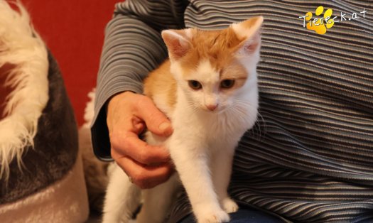 Katze Kr&uuml;mmel (Foto by Tiereck.at - Lavanttaler Tierhilfe)