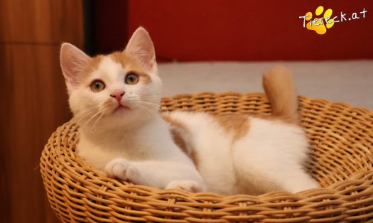 Katze Kr&uuml;mmel (Foto by Tiereck.at - Lavanttaler Tierhilfe)