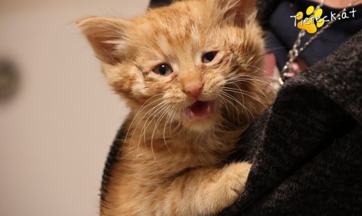 Katze Nala (Foto by Tiereck.at - Lavanttaler Tierhilfe)