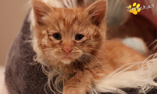 Katze Nala (Foto by Tiereck.at - Lavanttaler Tierhilfe)