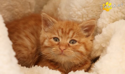 Katze Nala (Foto by Tiereck.at - Lavanttaler Tierhilfe)