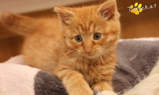 Katze Nala (Foto by Tiereck.at - Lavanttaler Tierhilfe)