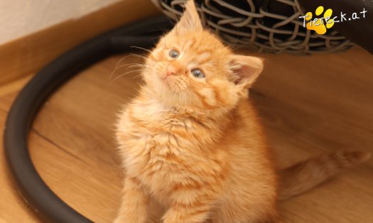 Katze Nala (Foto by Tiereck.at - Lavanttaler Tierhilfe)