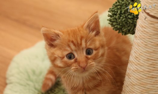 Katze Nala (Foto by Tiereck.at - Lavanttaler Tierhilfe)