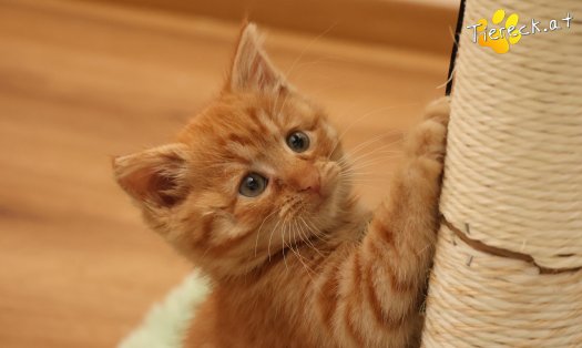 Katze Nala (Foto by Tiereck.at - Lavanttaler Tierhilfe)