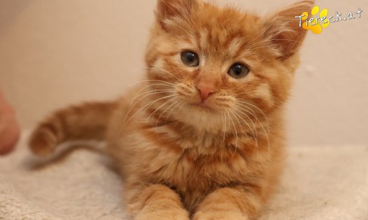 Katze Nala (Foto by Tiereck.at - Lavanttaler Tierhilfe)