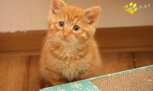 Katze Nala (Foto by Tiereck.at - Lavanttaler Tierhilfe)