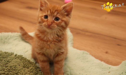 Katze Nala (Foto by Tiereck.at - Lavanttaler Tierhilfe)