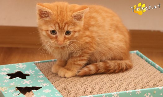 Katze Nala (Foto by Tiereck.at - Lavanttaler Tierhilfe)