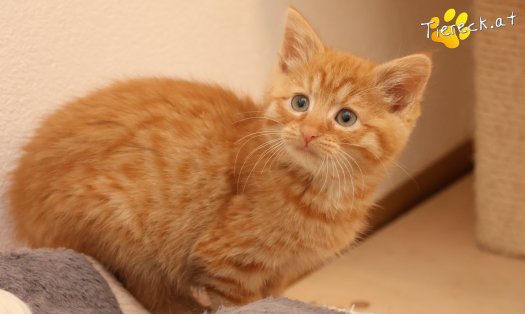 Katze Nala (Foto by Tiereck.at - Lavanttaler Tierhilfe)