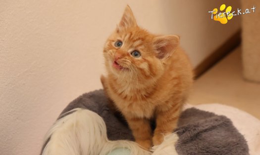 Katze Nala (Foto by Tiereck.at - Lavanttaler Tierhilfe)