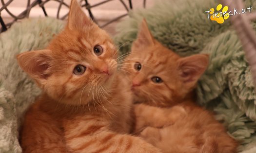 Katze Nala (Foto by Tiereck.at - Lavanttaler Tierhilfe)