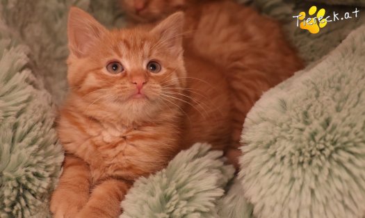 Katze Nala (Foto by Tiereck.at - Lavanttaler Tierhilfe)