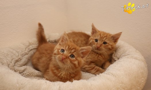 Katze Nala (Foto by Tiereck.at - Lavanttaler Tierhilfe)