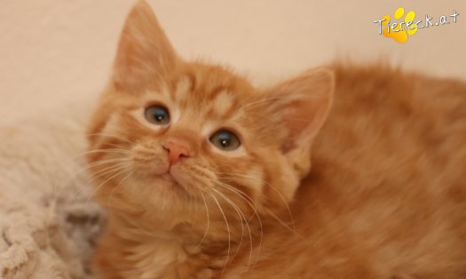 Katze Nala (Foto by Tiereck.at - Lavanttaler Tierhilfe)